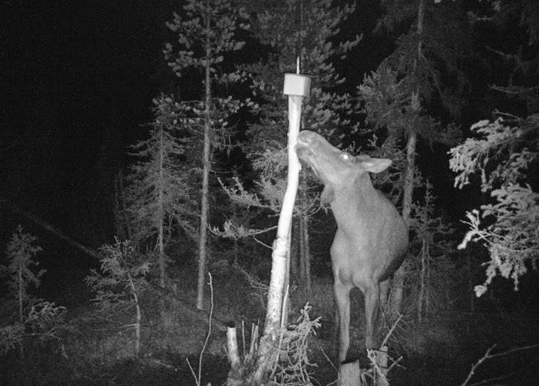 Åtelkamera MG883-14MP MMS-GPRS. IP56. APP styrning. Svart IR. Inkl 16GB SD kort